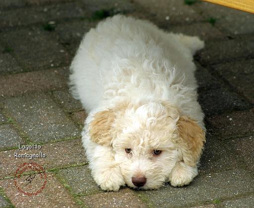 Lagotto Romagnollo 8T22D-12.JPG